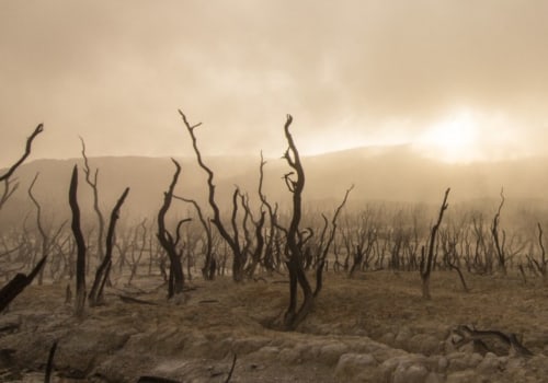 Will Web Development Ever Die? An Expert's Perspective